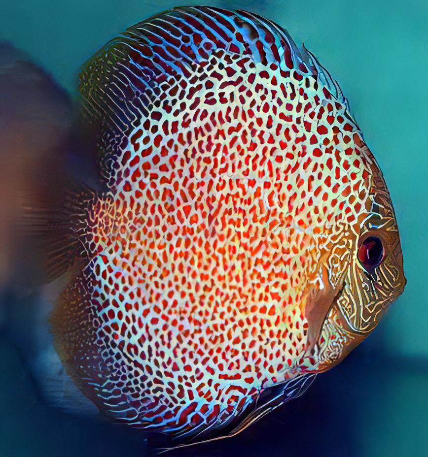 Penang Eruption Discus - Real Aquatics