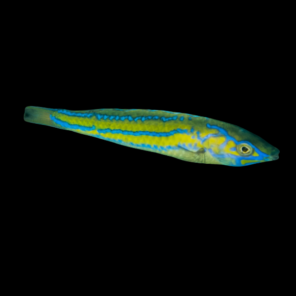 Pencil Wrasse Pseudojuloides Sp - Real Aquatics