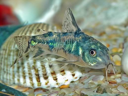 Peppered Corydoras Paleatus 3cm Catfish - Real Aquatics