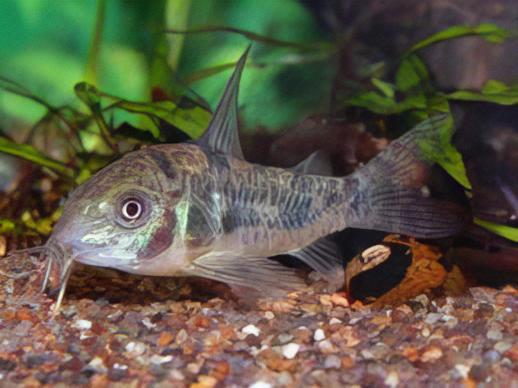 Peppered Corydoras Paleatus 3cm Catfish - Real Aquatics