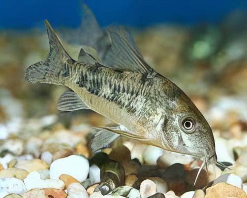 Peppered Corydoras Paleatus 3cm Catfish - Real Aquatics