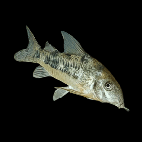 Peppered Corydoras Paleatus 3cm Catfish - Real Aquatics