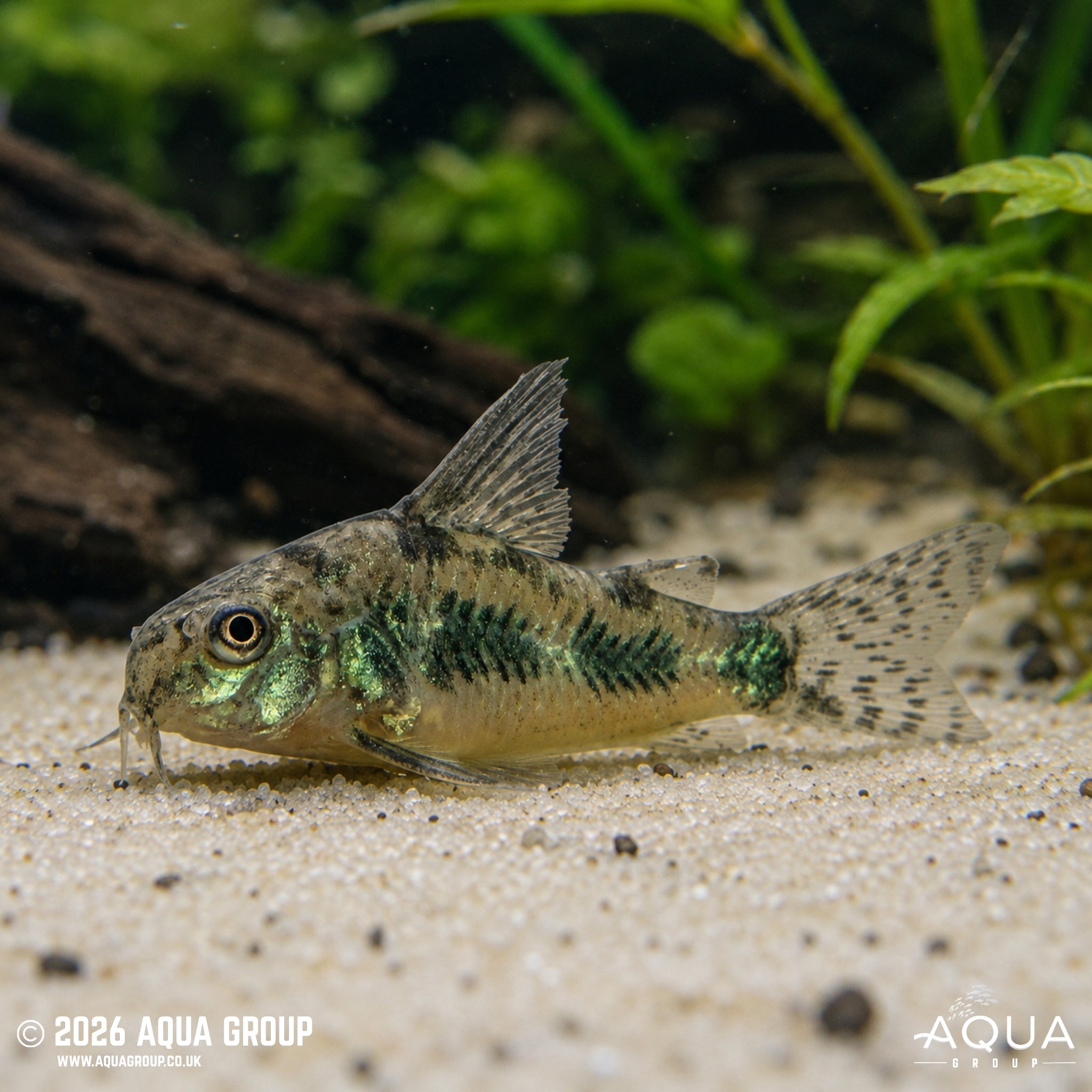 Peppered Cory (Hoplisoma paleatum)
