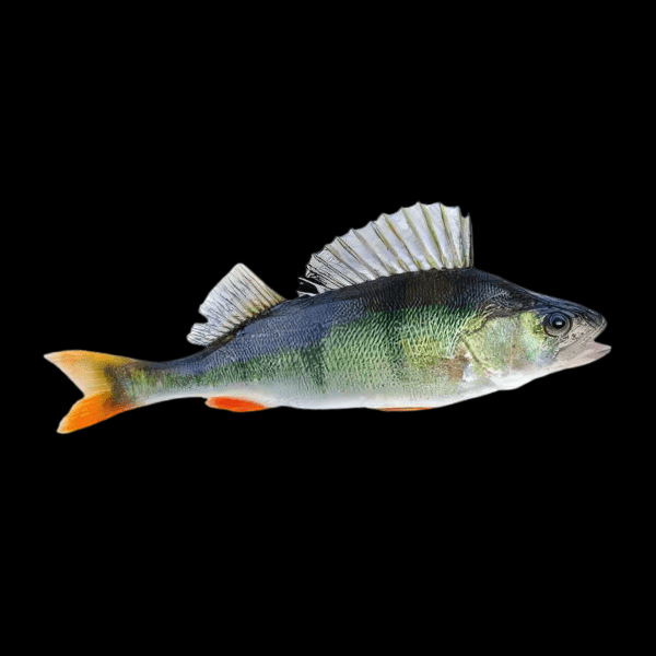 European Perch Perca Fluviatilis 10cm - Real Aquatics