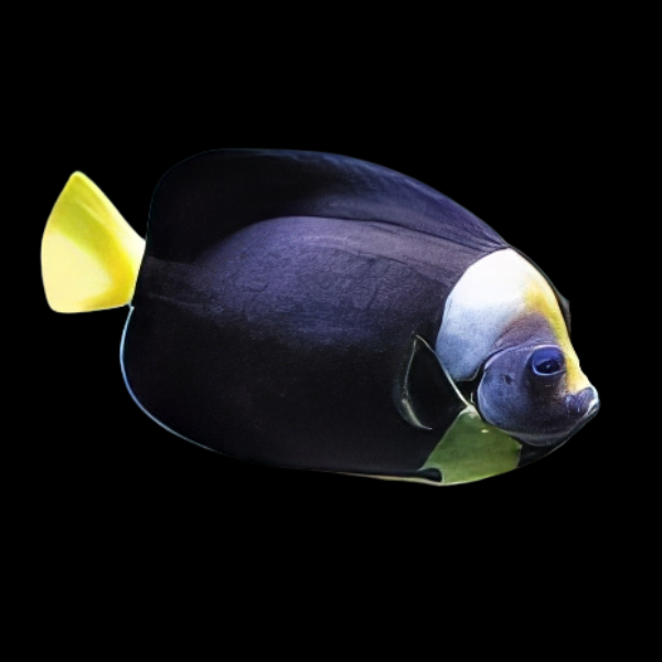 Personifer Angel Chaetodontoplus Meredithi - Real Aquatics