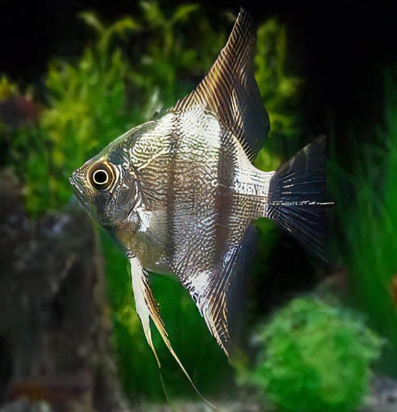 Peruvian Altum Angelfish Pterophyllum Scalare 5cm - Real Aquatics