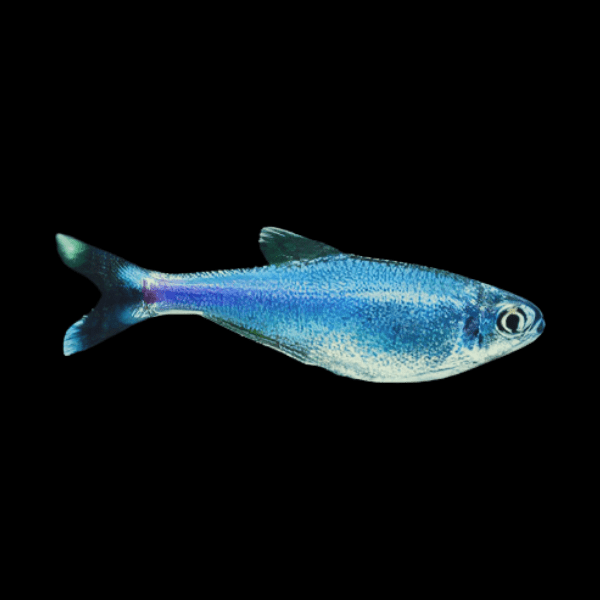 Peruvian Blue Tetra Knodus Borki 2cm - Real Aquatics
