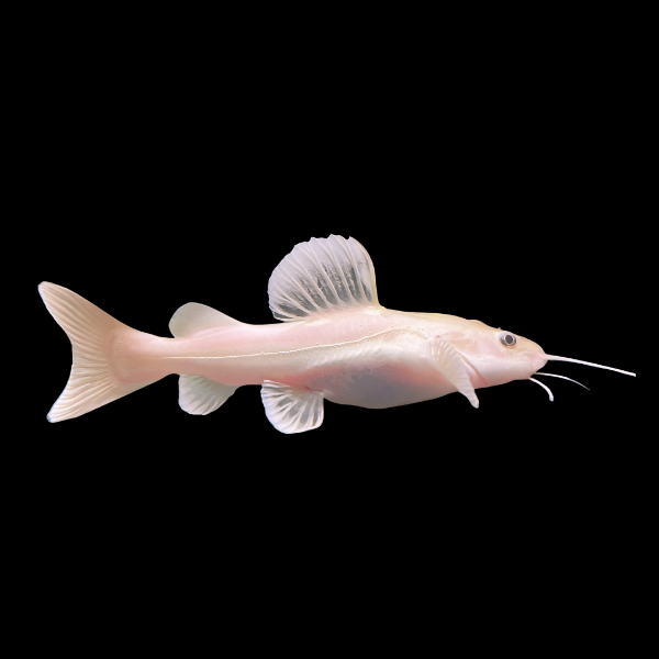 Phantom Red Tailed Catfish Phractocephalus Hemioliopterus 10cm - Real Aquatics