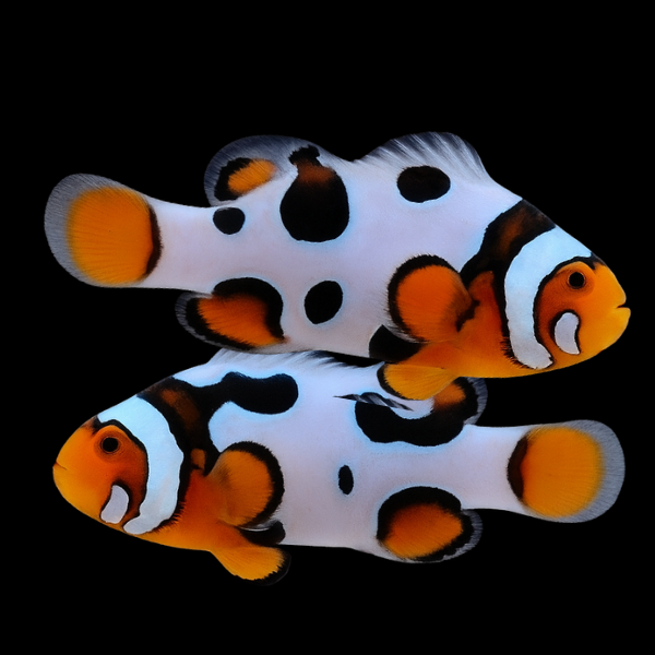 Picasso Percula Clownfish Amphiprion Percula Pair - Real Aquatics