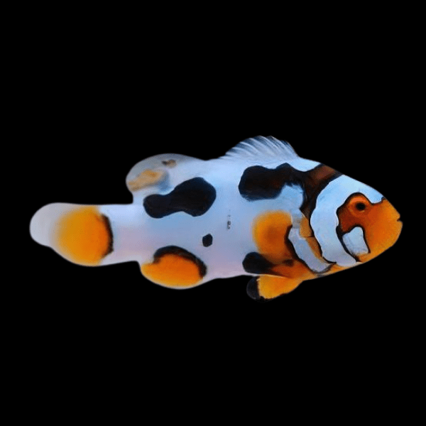 Picasso Percula Clownfish Amphiprion Percula - Real Aquatics