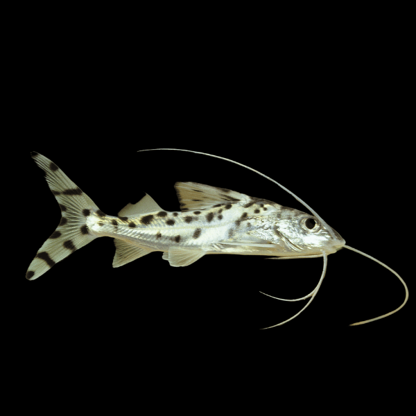 Pictus Catfish Pimelodus Pictus 8cm - Real Aquatics