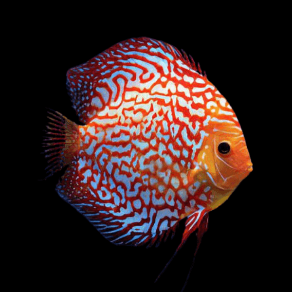 Pigeon Blood Discus - Real Aquatics