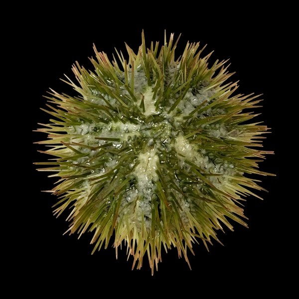 Pincushion Sea Urchin Lytechinus Variegatus - Real Aquatics