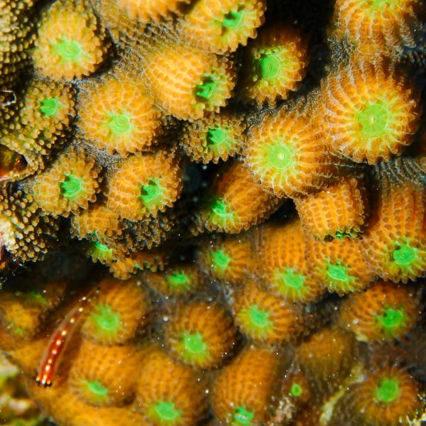 Pineapple Star Hard Coral Montastrea Sp - Real Aquatics