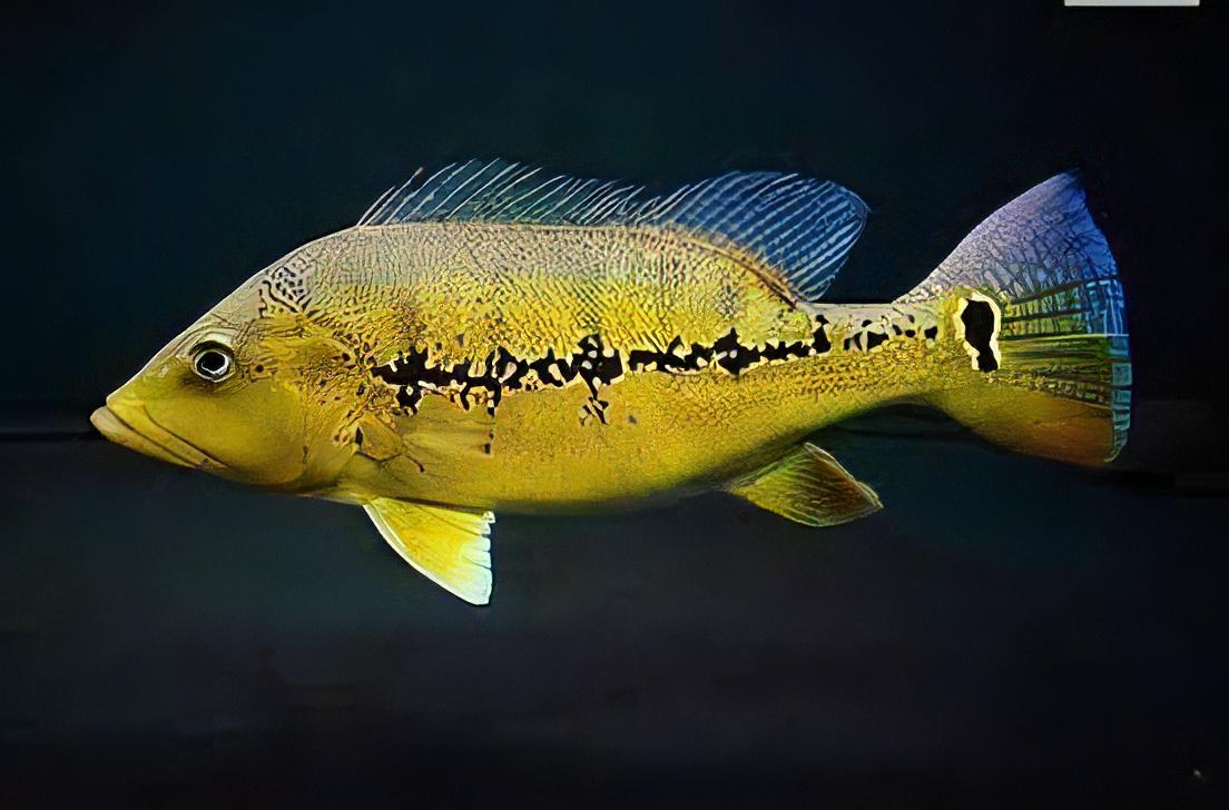 Pinima Peacock Bass - Real Aquatics