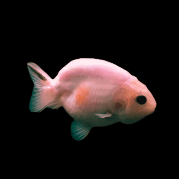 Pink Black Eye Lionhead Ranchu Goldfish Carassius Auratus 5cm - Real Aquatics
