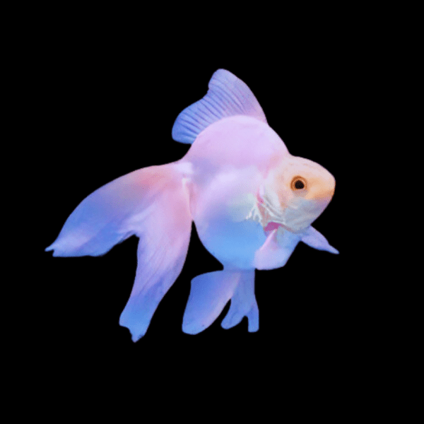Pink Black Eye Ryukin Goldfish Carassius Auratus - Real Aquatics