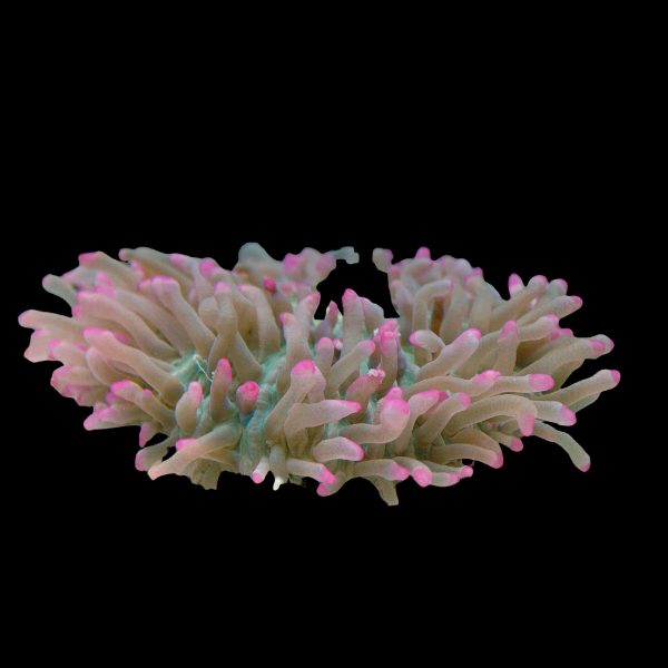 Pink Condylactis Anemone Condylactis Gigantea - Real Aquatics