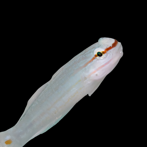 Pink Line Goby Amblygobius Decussatus - Real Aquatics