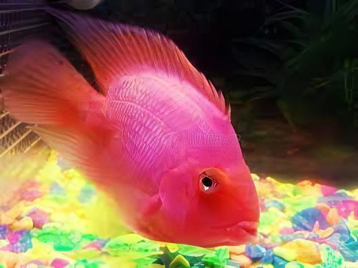 Pink Baby Parrot Fish Hybrid Amphilophus citrinellus Vieja melanurus 3cm - Real Aquatics