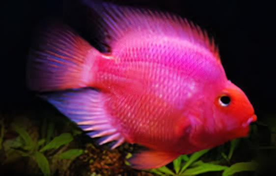 Pink Parrot Fish Hybrid Amphilophus citrinellus Vieja melanurus 5cm - Real Aquatics