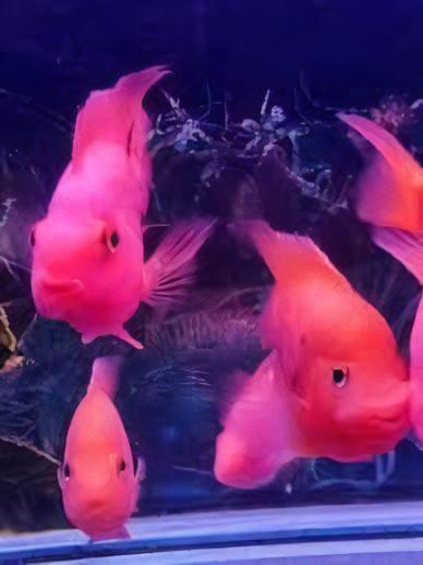 Pink Parrot Fish Hybrid Amphilophus citrinellus Vieja melanurus 5cm - Real Aquatics