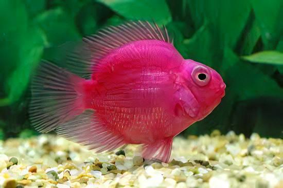 Pink Parrot Fish Hybrid Amphilophus citrinellus Vieja melanurus 5cm - Real Aquatics