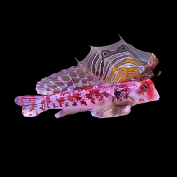 Pink Scooter Blenny Synchiropus Stellatus - Real Aquatics