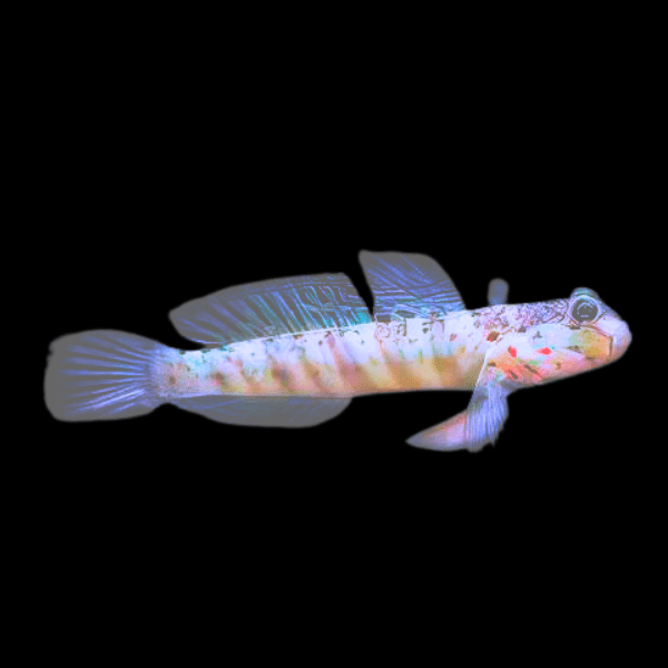 Pink Spot Goby Cryptocentrus Leptocephalus - Real Aquatics