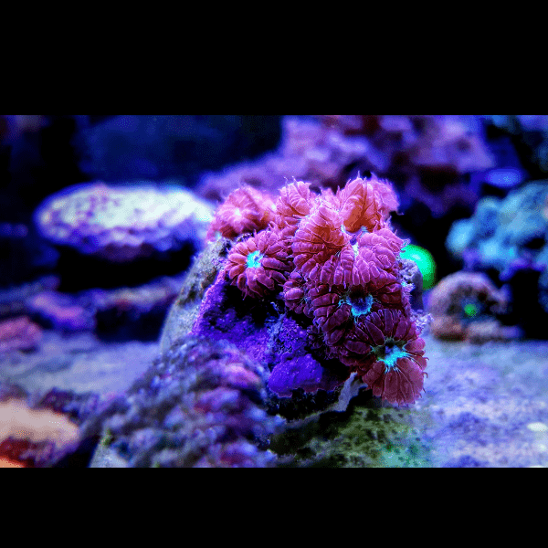 Pink and Green Hard Coral Frag Blastomussa Merletti - Real Aquatics