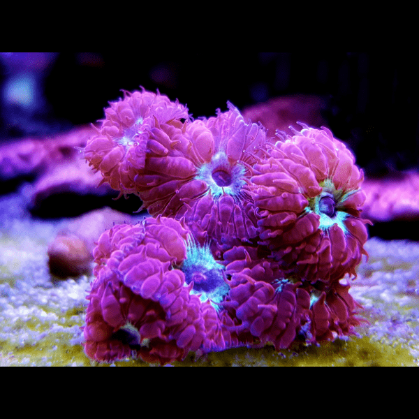 Pink and Green Hard Coral Frag Blastomussa Merletti - Real Aquatics