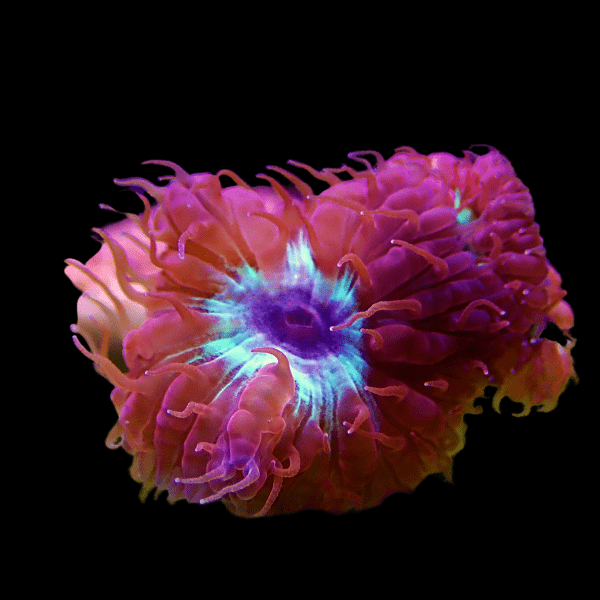 Pink and Green Hard Coral Frag Blastomussa Merletti - Real Aquatics