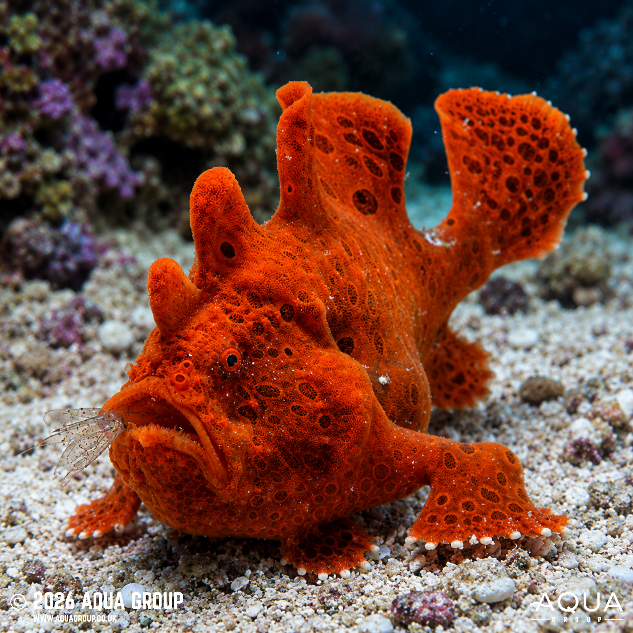 Pink Wartskin Anglerfish (Antennarius maculatus)