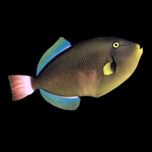 Pinktail Trigger Fish Melichthys Vidua - Real Aquatics