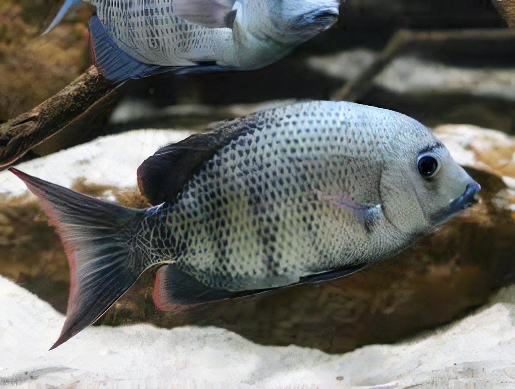 Pinstripe Damba Paretroplus Menarambo Madagascar Cichlid 5cm - Real Aquatics