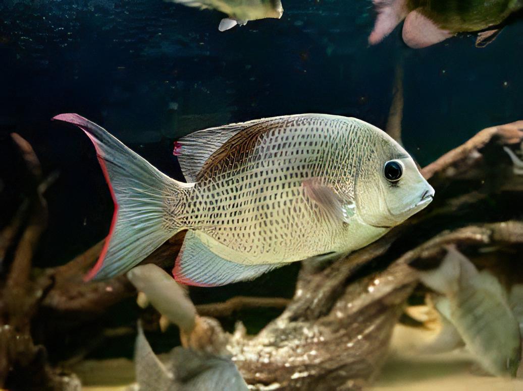 Pinstripe Damba Paretroplus Menarambo Madagascar Cichlid 5cm - Real Aquatics