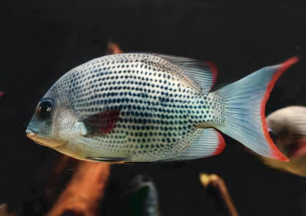 Pinstripe Damba Paretroplus Menarambo Madagascar Cichlid 5cm - Real Aquatics