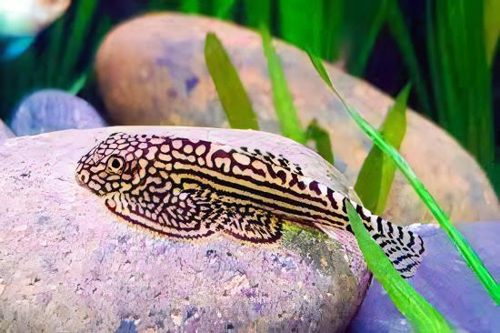 Pinstripe Pleco Hillstream Loach Hong Kong Butterfly Sewellia Lineolata 4cm - Real Aquatics