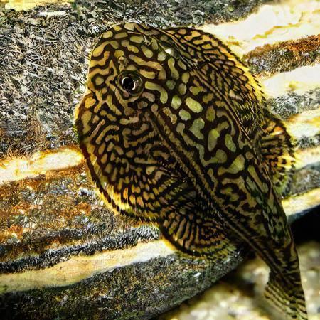 Pinstripe Pleco Hillstream Loach Hong Kong Butterfly Sewellia Lineolata 4cm - Real Aquatics