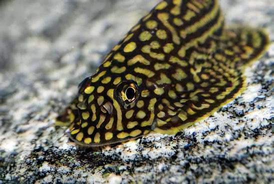 Pinstripe Pleco Hillstream Loach Hong Kong Butterfly Sewellia Lineolata 4cm - Real Aquatics