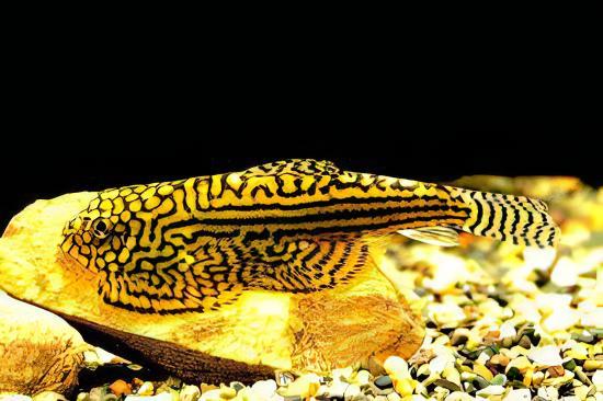Pinstripe Pleco Hillstream Loach Hong Kong Butterfly Sewellia Lineolata 4cm - Real Aquatics