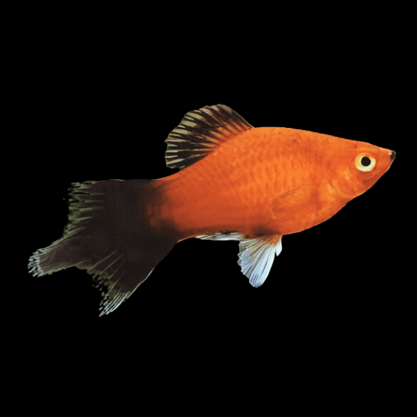 Pintail Wag Platy Xiphophorus Maculatus 3cm - Real Aquatics