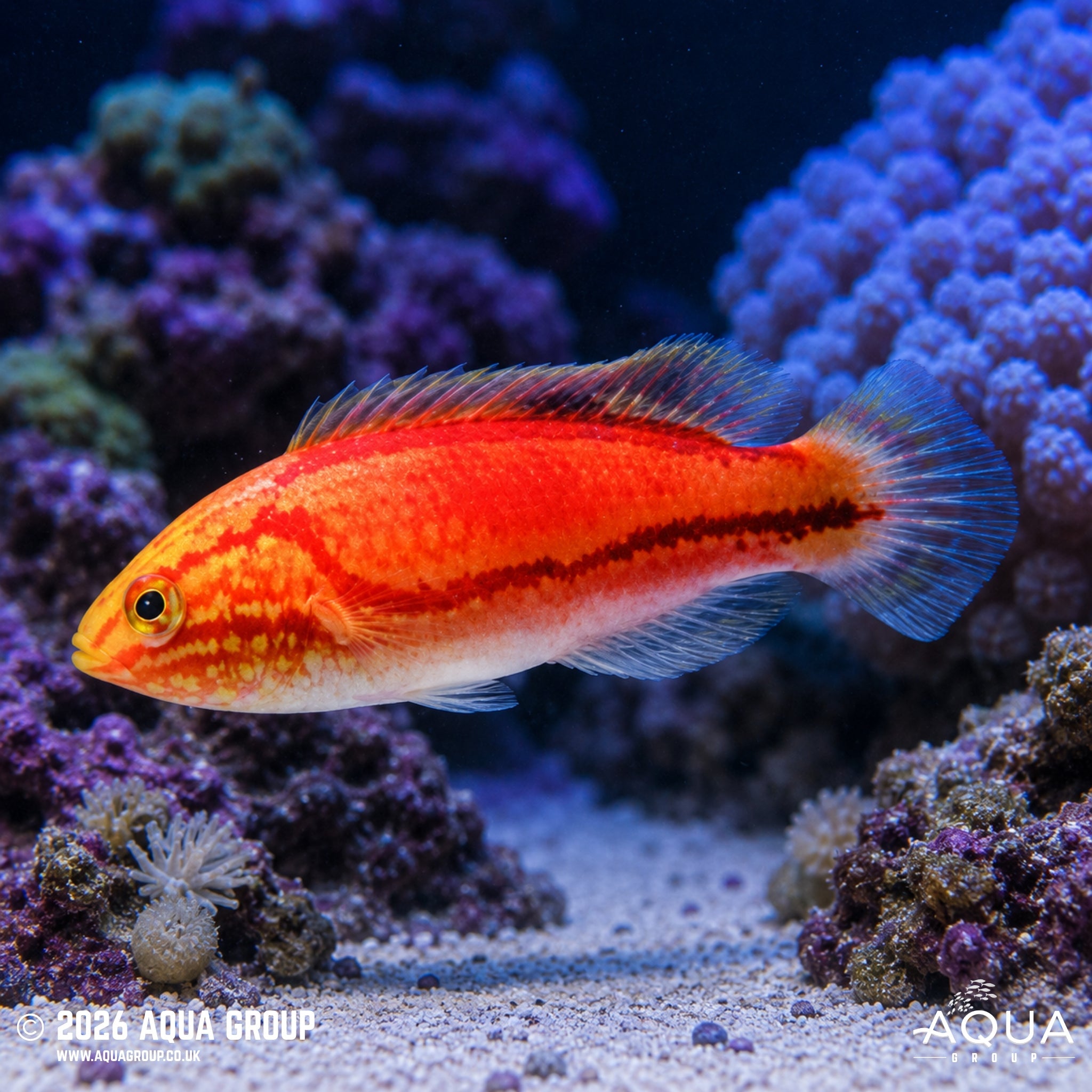 Pintail Fairy Wrasse (Cirrhilabrus isosceles)