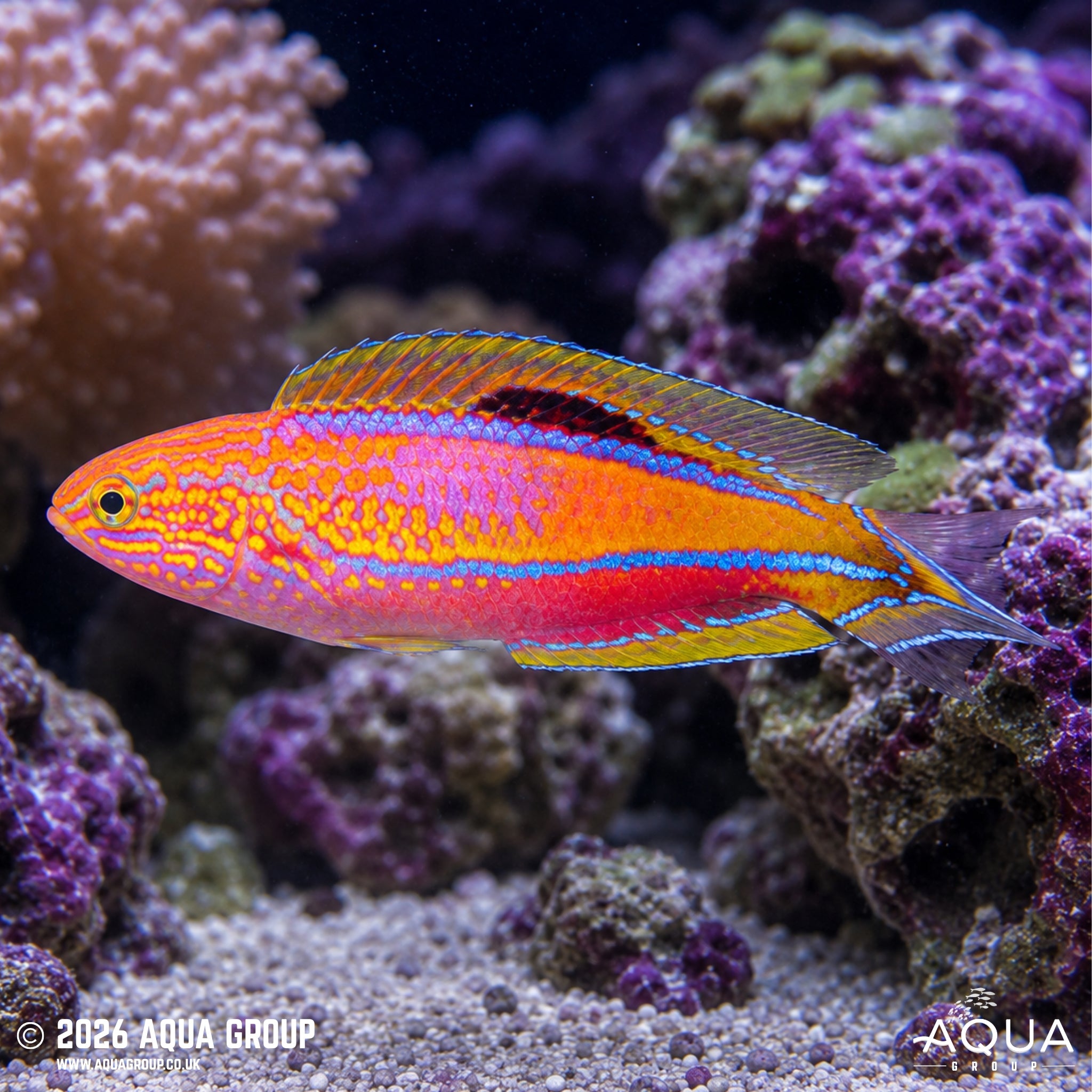 Pintail Fairy Wrasse (Cirrhilabrus isosceles)