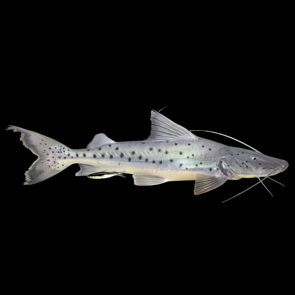 Piraiba Goliath Catfish Brachyplatystoma Filamentosum 10cm - Real Aquatics