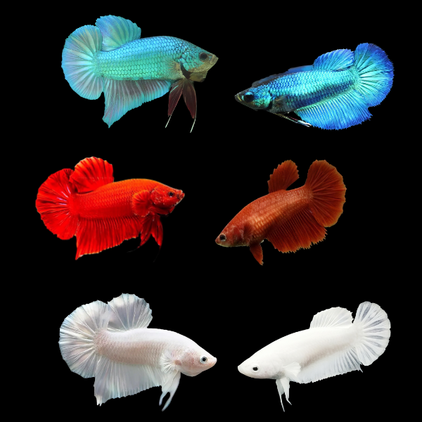 Plakat Betta Assorted Pair's Male & Female 3cm - Real Aquatics