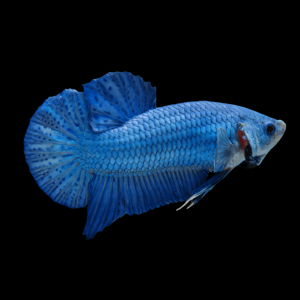 Plakat Betta Female Blue 3cm - Real Aquatics