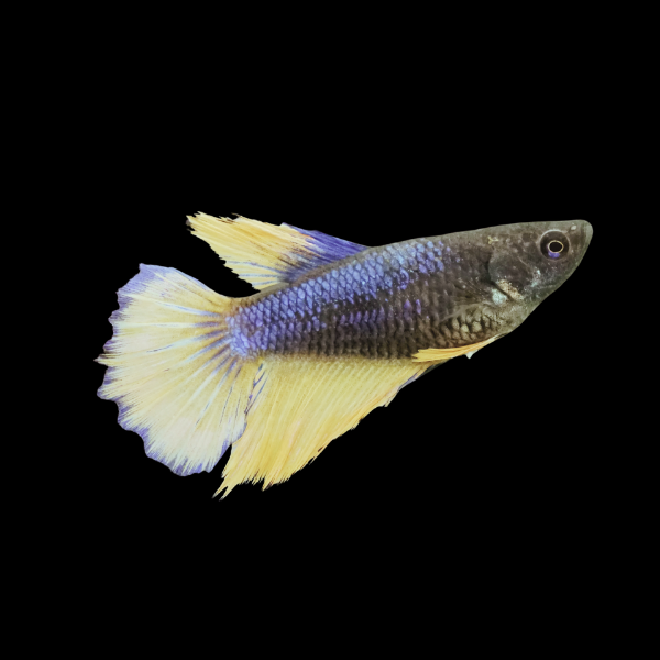 Plakat Betta Female Mustard Gas 3cm - Real Aquatics