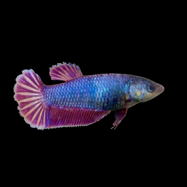 Plakat Betta Female Purple Base 3cm - Real Aquatics
