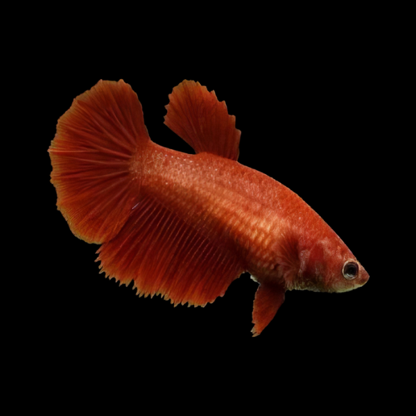 Plakat Betta Female Red 3cm - Real Aquatics